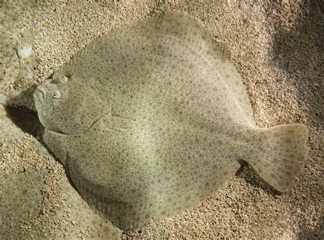 butt fish|Turbot .